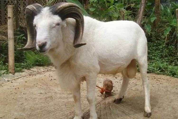 Potret Domba Garut jantan dengan tanduk terlihat cukup besar dan melengkung kearah belakang (Website kandang kondang)