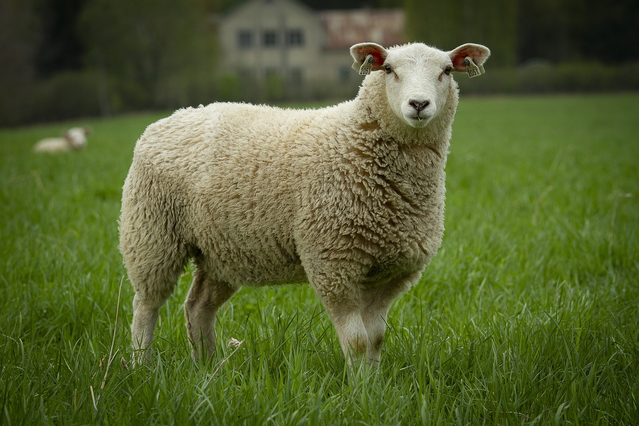 https://pixabay.com/id/photos/texel-domba-ewe-6261757/